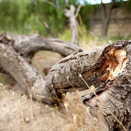 Masseria Curatori Farma