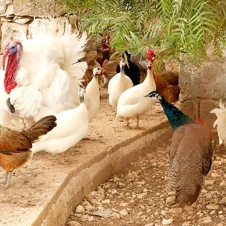 Masseria Curatori *