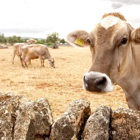 Masseria Curatori Gospodarstwo agroturystyczne