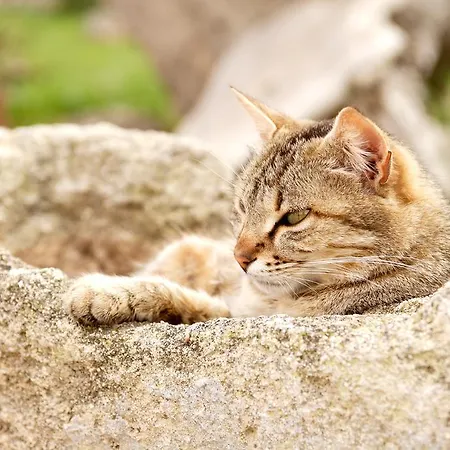 Masseria Curatori Bauernhof