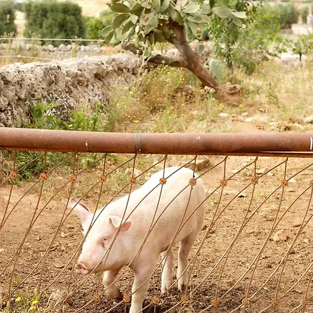 Masseria Curatori Bauernhof Monopoli