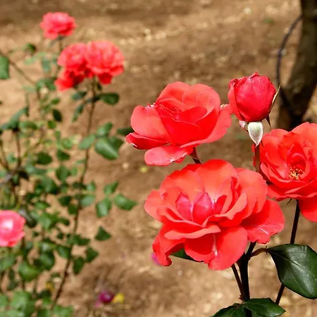 Masseria Curatori Bauernhof