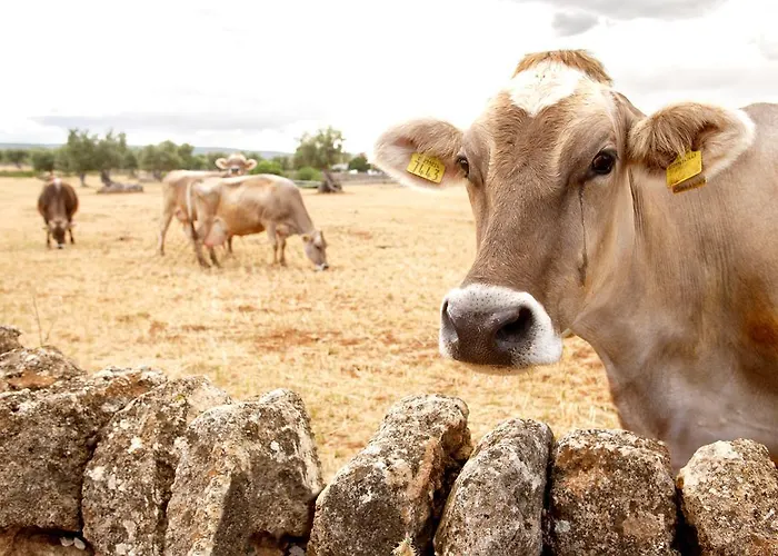 Masseria Curatori ファームステイ