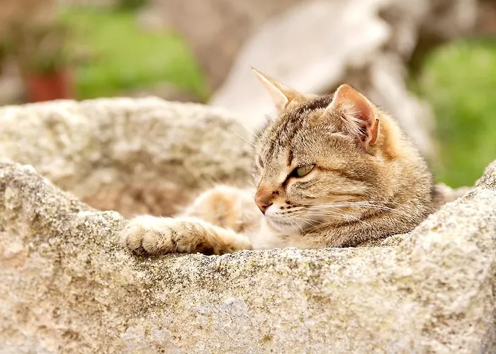 Masseria Curatori ファームステイ