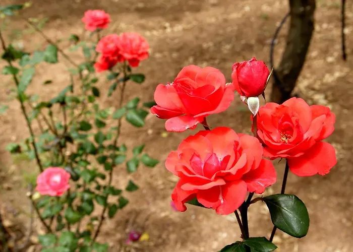 Masseria Curatori Feriegård